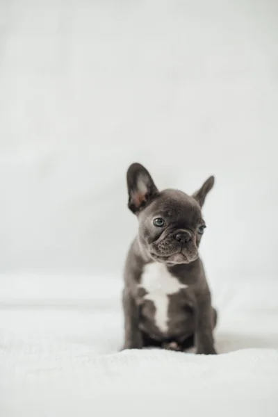 Bedårande Fransk Bulldog Valp — Stockfoto