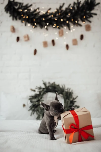 Милый Французский Бульдог Щенок Подарочной Коробкой — стоковое фото