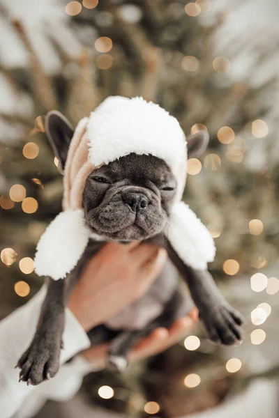 Persona Sosteniendo Adorable Bulldog Francés Cachorro Sombrero — Foto de Stock