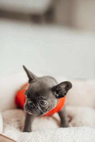 Adorável Francês Bulldog Filhote Cachorro Casaco — Fotografia de Stock