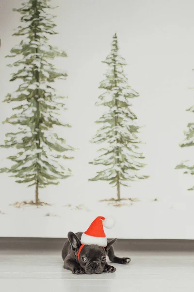 Lindo Bulldog Francés Cachorro Sombrero Santa — Foto de Stock