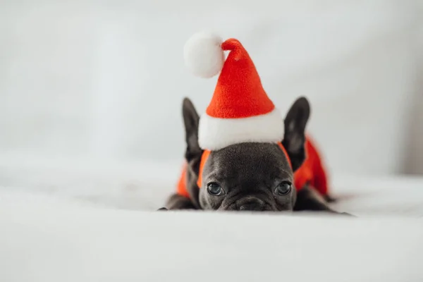 Schattig Frans Bulldog Santa Hoed — Stockfoto