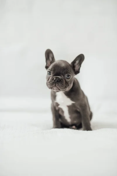 Adorable Bulldog Francés Cachorro — Foto de Stock