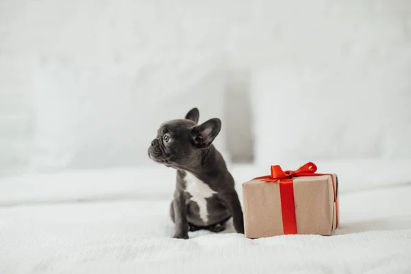 Adorable French Bulldog Puppy Christmas Gift Box — Stock Photo, Image