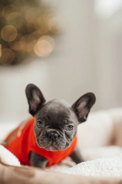 Porträt Der Entzückenden Französischen Bulldogge Welpe — Stockfoto