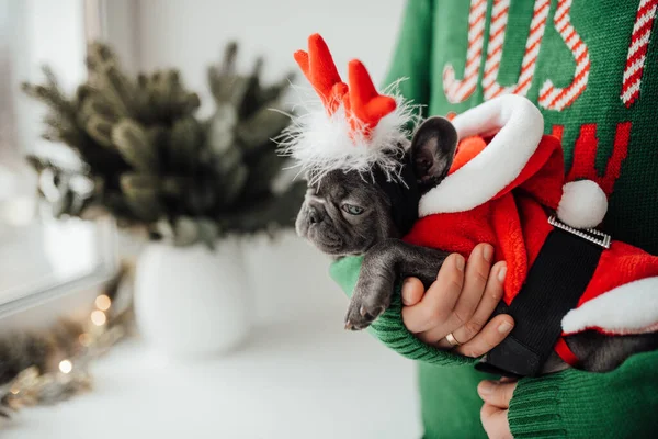 Person Holding Cute French Bulldog Puppy Wearing Deer Horns — Stock Photo, Image