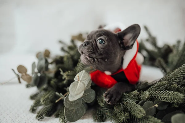 Bonito Francês Bulldog Santa Traje — Fotografia de Stock