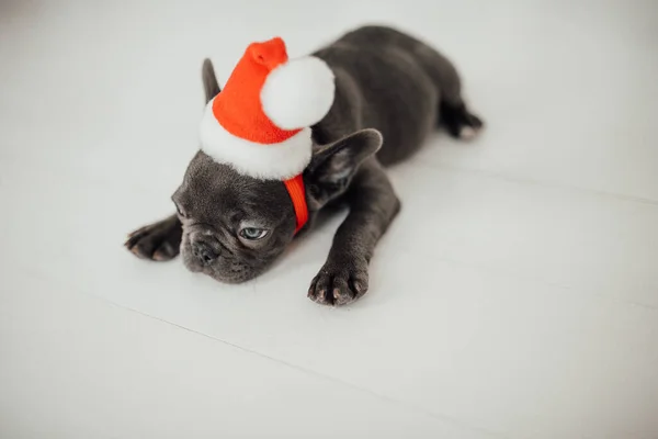 Cute French Bulldog Puppy Santa Hat — Stock Photo, Image