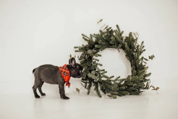 Söt Fransk Bulldog Nära Jul Krans — Stockfoto