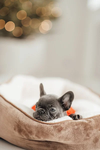 Retrato Adorável Filhote Cachorro Bulldog Francês — Fotografia de Stock