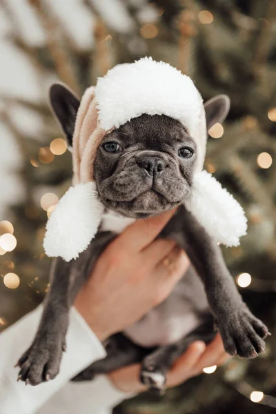 Person Holding Adorable French Bulldog Puppy Cute Hat — Stock Photo, Image