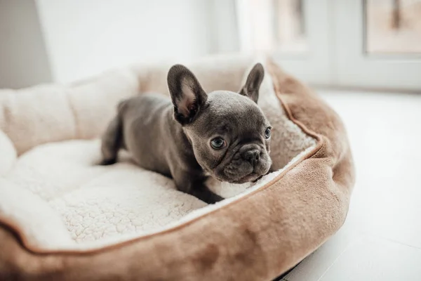 Adorable Chiot Bulldog Français — Photo