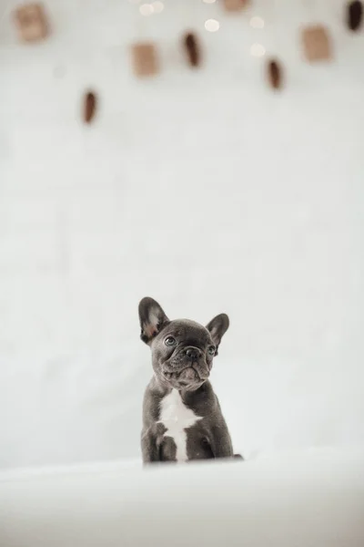 Adorable Chiot Bulldog Français — Photo