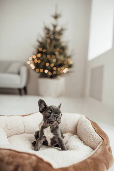 Cachorrinho Bulldog Francês Adorável — Fotografia de Stock