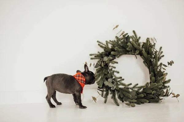 Lindo Bulldog Francés Cerca Corona Navidad — Foto de Stock