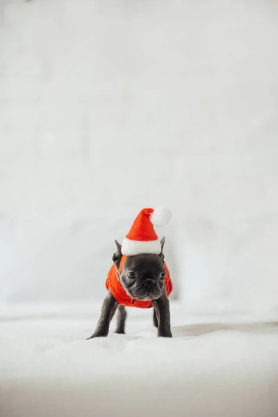 可爱的法国斗牛犬头戴圣诞礼帽 — 图库照片