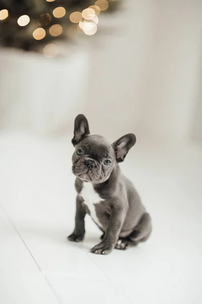 스러운 프랑스 강아지 — 스톡 사진