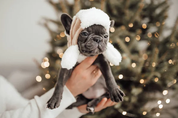 Pessoa Segurando Adorável Francês Bulldog Filhote Cachorro Chapéu Bonito — Fotografia de Stock