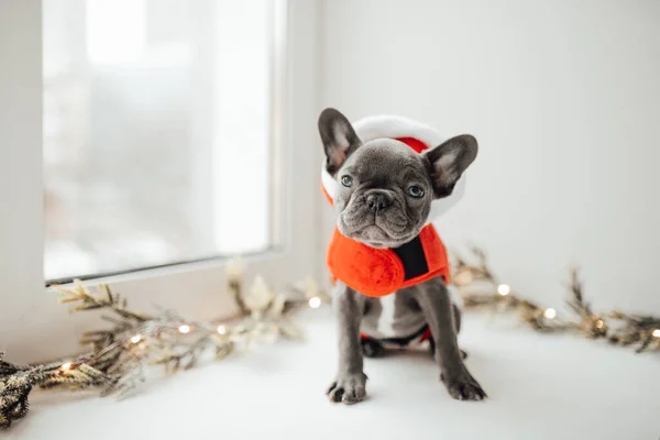 Niedliche Französische Bulldogge Weihnachtsmannkostüm — Stockfoto