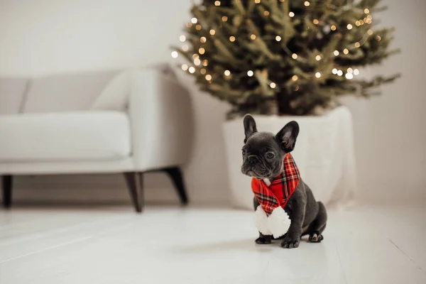 Noel Ağacının Yanında Eşarplı Şirin Köpek Yavrusu — Stok fotoğraf