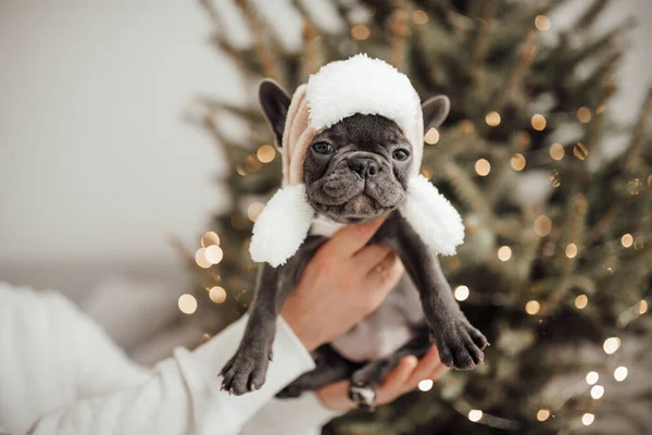 Person Mit Entzückender Französischer Bulldogge Welpe Hut — Stockfoto