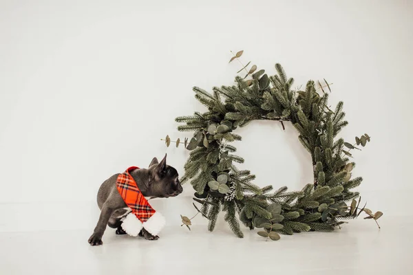 Lindo Bulldog Francés Cerca Corona Navidad — Foto de Stock