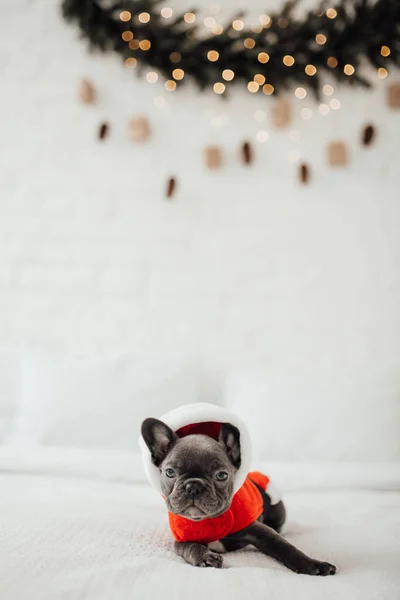 Niedliche Französische Bulldogge Weihnachtsmannkostüm — Stockfoto