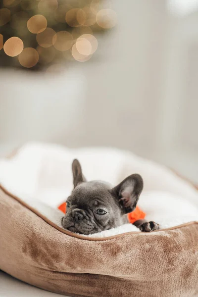 Retrato Adorável Filhote Cachorro Bulldog Francês — Fotografia de Stock