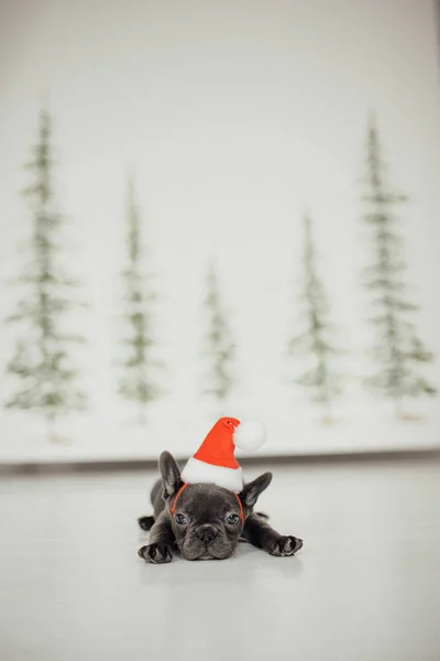 Lindo Bulldog Francés Cachorro Sombrero Santa — Foto de Stock