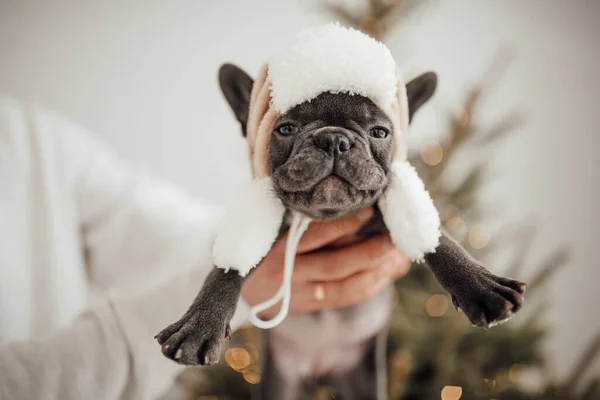 Person Holding Adorable French Bulldog Puppy Cute Hat — Stock Photo, Image