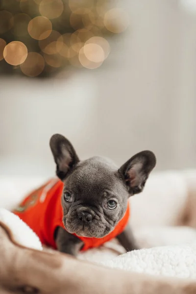 Retrato Adorável Filhote Cachorro Bulldog Francês — Fotografia de Stock