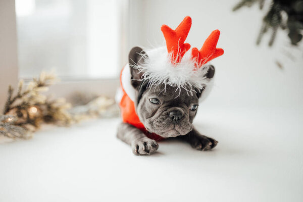 Cute French Bulldog Puppy Wearing Deer Horns Stock Photo