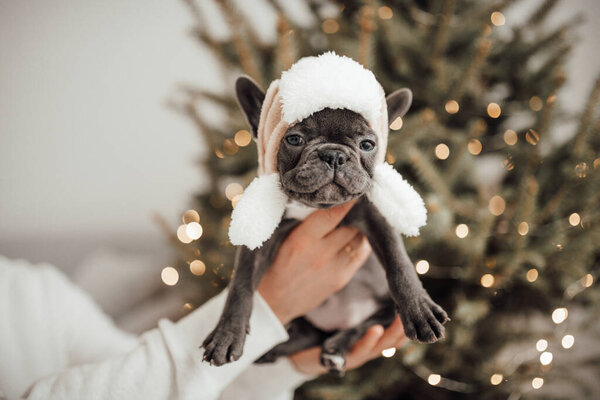 Person Holding Adorable French Bulldog Puppy Hat Royalty Free Stock Photos