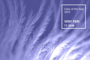 2022 yılının çok peri rengi. Moda konsepti. Menekşe arkaplanındaki ışıklar. Kış tüyü makro konsepti