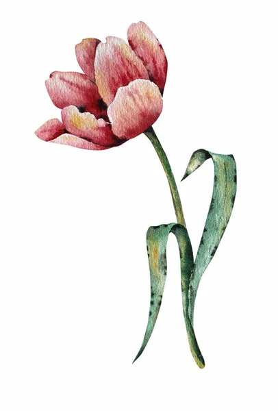 Akwarelowy rysunek różowego tulipana. Wydruk — Zdjęcie stockowe
