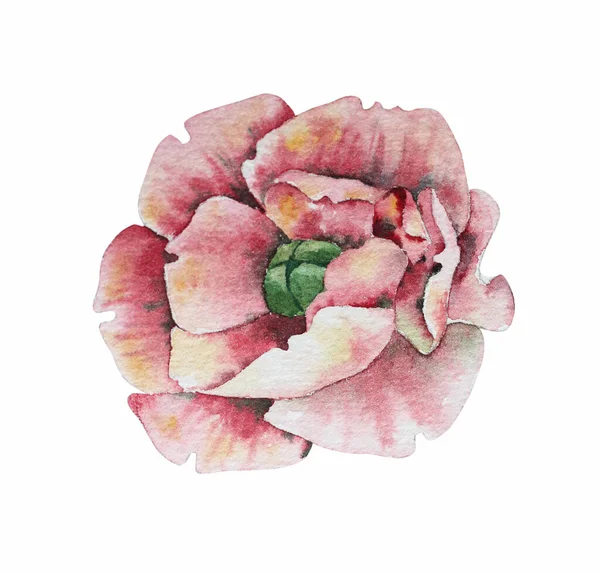 Akwarela piękny różowy kwiat. Pojedynczy rysunek. Wydruk — Zdjęcie stockowe