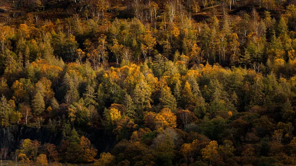 İngiliz Gölü Bölgesi 'nde sonbahar. Hodge Close Tilberthwaite 'den muhteşem sonbahar renkleriyle çekildi..