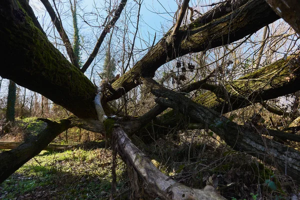 Ein Bild Von Einem Umgestürzten Baum Wald — Stockfoto