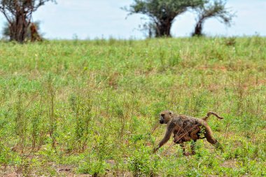 Yaprakların arasında küçük bir maymun resmi