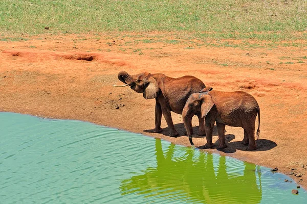 Картина Деяких Слонів Савані — стокове фото
