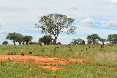 Yaprakların arasında küçük bir maymun resmi