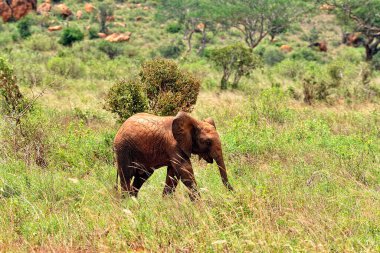 Savanadaki bazı fillerin resmi.