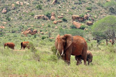 Savanadaki bazı fillerin resmi.