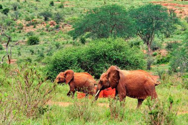 Savanadaki bazı fillerin resmi.