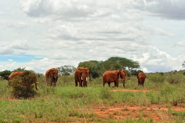 Uma Foto Alguns Elefantes Savana — Fotografia de Stock