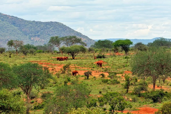 Ein Bild Von Elefanten Der Savanne — Stockfoto