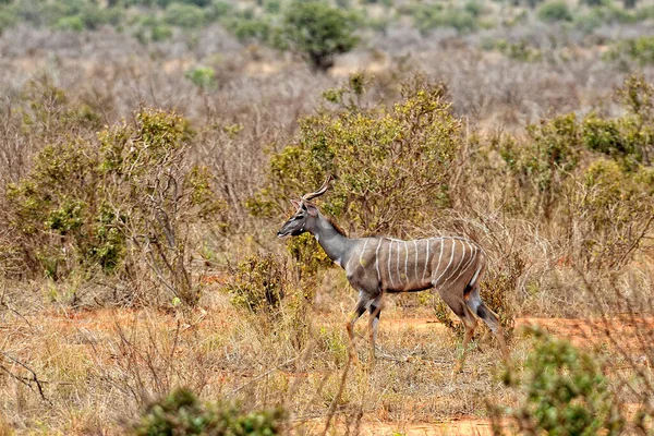 Una Foto Una Gazzella Nella Savana — Foto Stock