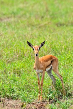 Savanadaki bir ceylanın resmi.