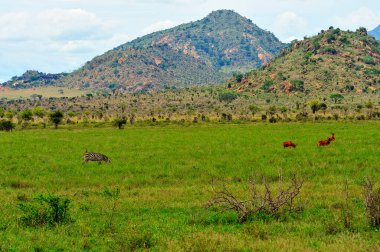 Afrika 'nın vahşi doğasının güzel bir resmi.
