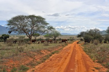 Savanadaki bazı fillerin resmi.